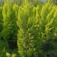 فروش گل درخت لاوسون نیمه ذباله