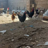 مرغ و خروس|حیوانات مزرعه|دوگنبدان, |دیوار