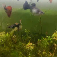 گوپی ویژه وارداتی|ماهی|اهواز, کوی مهدیس|دیوار