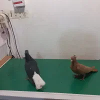 کبوتر دم سفید طوقی|پرنده|کارون, |دیوار