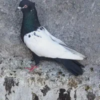 کفتر سینه ای