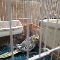 عروس هلندی نر و ماده سالم وسرحال|پرنده|شاهرود, |دیوار