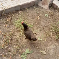 مرغ تخمی|حیوانات مزرعه|تربت‌حیدریه, بالا ولایت|دیوار