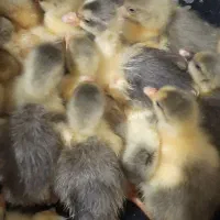 ..غاز..اوکراینی و محلی ۳روزه