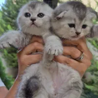گربه اسکاتیش