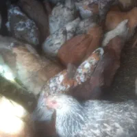 مرغ و خروس گلین|حیوانات مزرعه|ازنا, |دیوار