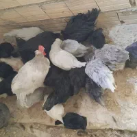 نیمچه مرغ و خروس محلی و زینتی|حیوانات مزرعه|شیراز, شهرک دارایی|دیوار