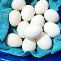 تخم مرغ عربی خوراکی