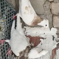 طوقی|پرنده|گنبکی, |دیوار