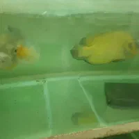 ماهی اسکار مولد و سوروم مولد