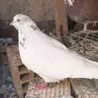 دوکبوتر یکی ماده ویکی نر هردوتا سالم واکسن زده|پرنده|ازنا, |دیوار