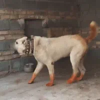 واگذاری سگ گله ونگهبان