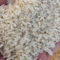 برنج سرلاشه اقتصادی (سرلاشه طارم،فجر وشیرودی باهم)
