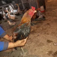 فروش خروس لاری