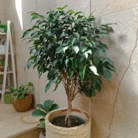 درختچه فیکوس بنجامین بلک