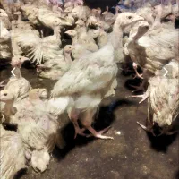 جوجه چهل روزه بوقلمون بیوتی