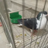 فروش کفتر گرفتنی