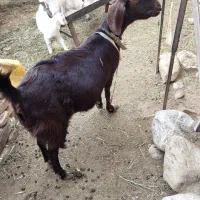 بزفروشی|حیوانات مزرعه|سده (خراسان جنوبی), |دیوار