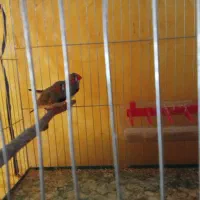 فنج سالم دوتا با قفس
