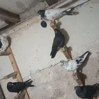 فروش گَله کبوتر