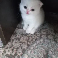 بچه گربه اسکاتیش