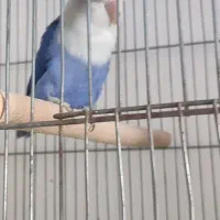 دوتا طوطی کوتوله|پرنده|داراب, |دیوار