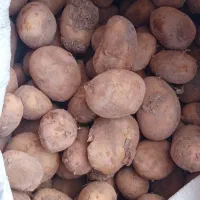 سیب زمینی جیلی 401فندقی بذری سردخانه ای حدود 1تن
