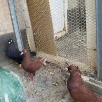 سه تا ماده جوان دوتا سرخ یه ذاغ