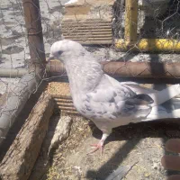 کفتر یا کبوتر پشتار