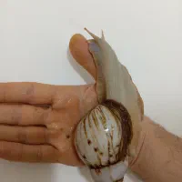 حلزون تراپی