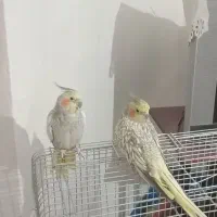 ۲عددعروس هلندی دستی|پرنده|قیدار, |دیوار