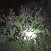 میوه استوایی .کاکتوس