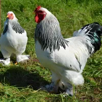 حراج جوجه برهما و مولد پاتریچ در قم