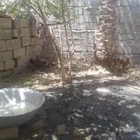 سه بوقلمون ماده و۲تاخروس وجوجه لاری وابریشمی