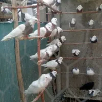 کبوتر طوقی در رنگ های مختلف