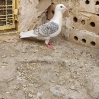 کبوتر‌فروشی