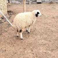 بره ماده|حیوانات مزرعه|کوزران, |دیوار