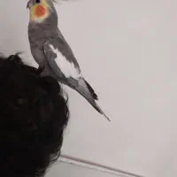 عروس هلندی نر کشیده رام و دستی