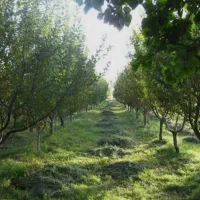 باغ ۱۰۰۰متری انواع میوه ۶ ساله سه بر دیوارکشی شده