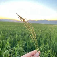 برنج کامفیروزی چمپا|خوردنی و آشامیدنی|شیراز, شهرک سراج‎|دیوار