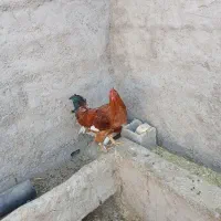 خروس و جوجه خروس|حیوانات مزرعه|مرودشت, رودبال|دیوار