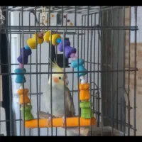 فروش عروس هلندی|پرنده|کرج, کرج نو|دیوار