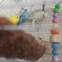 پنج عدد مرغ عشق