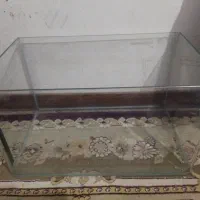 آکواریوم کبوتر قناری پرنده پلاکی دورگ پلاکی