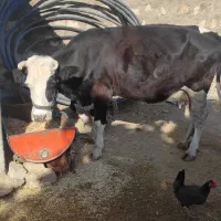 گاو گوساله شیری روزی 17تا 21شیر میده|حیوانات مزرعه|رومشکان, |دیوار