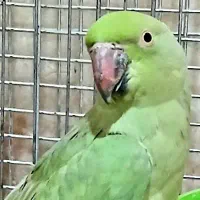 طوطی ملنگو ماده دوساله سایز بزرگ آماده جفت زدن