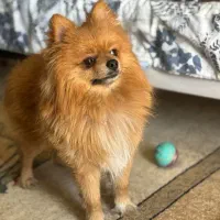 پامرین اصیل