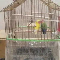 کوتوله برزیلی|پرنده|شیراز, کوشک میدان|دیوار