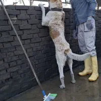 فروش ملک کارواش|فروش مغازه و غرفه|سبزوار, شهرک صنعتی خاوران|دیوار