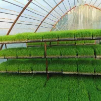 توم باکس هاشمی درجه یک آماده نشا